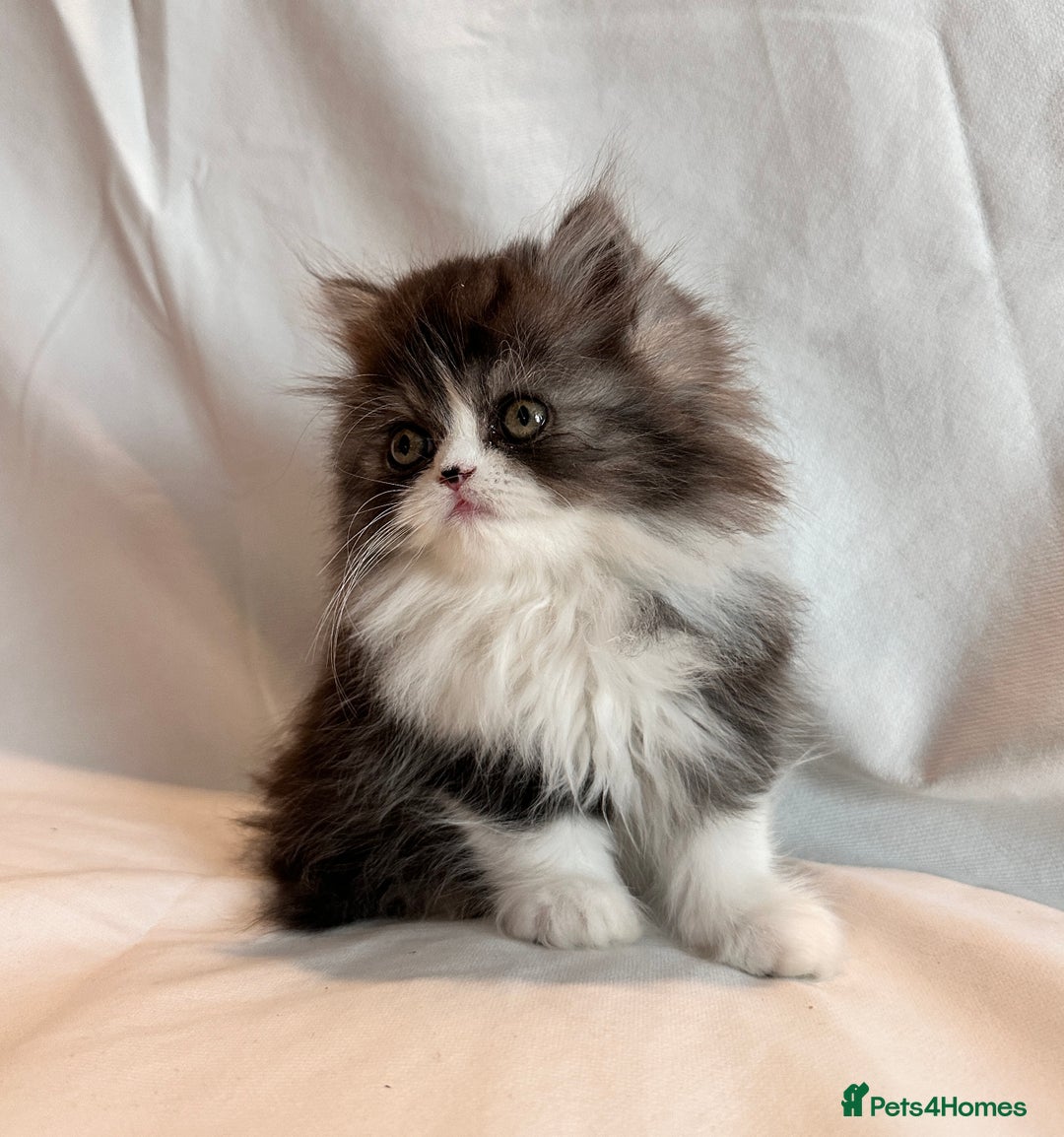 Persian cats for sale: 3 Cuddly Persian Babies❤️ - Image 9