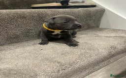 Staffordshire Bull Terrier dogs for sale: Beautiful Full Blue Staffordshire Puppies for sale - Image 14