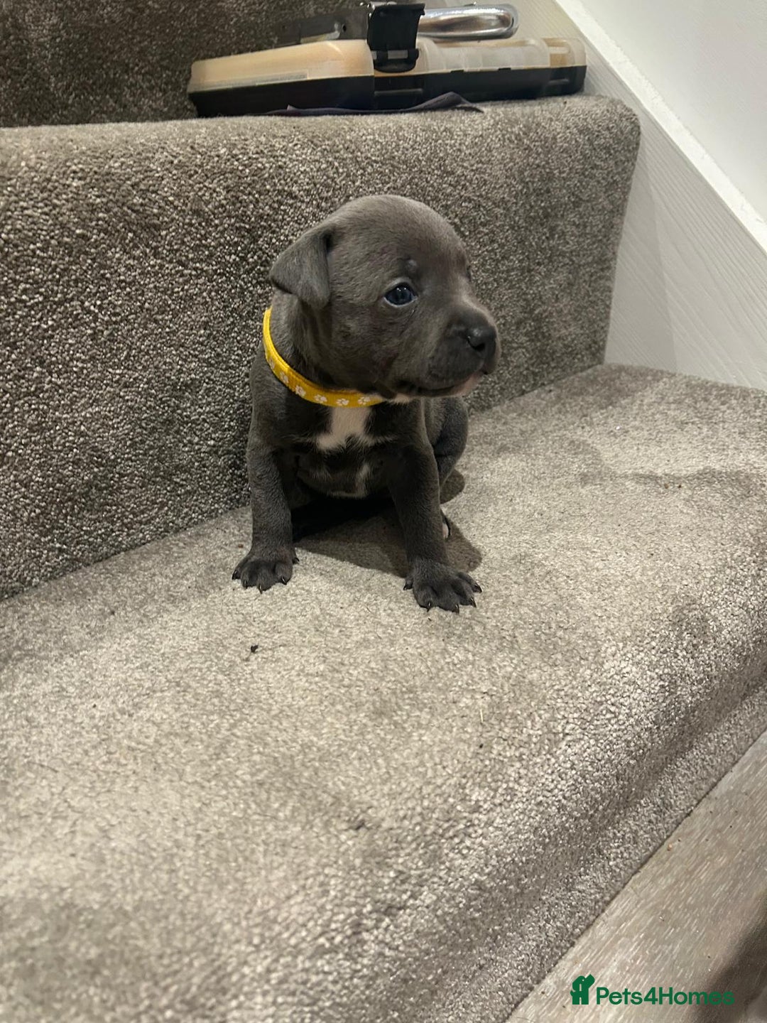 Staffordshire Bull Terrier dogs for sale: Beautiful Full Blue Staffordshire Puppies for sale - Image 14