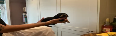 Dachshund Puppy 4