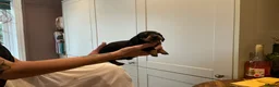 Dachshund dogs for sale: Dachshund  - Advert 4