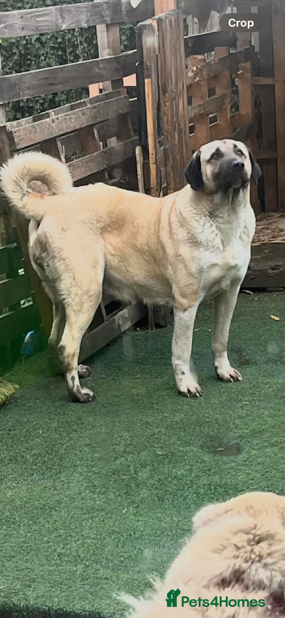 Turkish Kangal dogs for sale: Turkish kangal - Advert 13