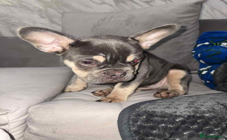 French Bulldog dogs - Advert 1