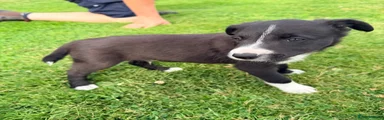 Border Collie 1