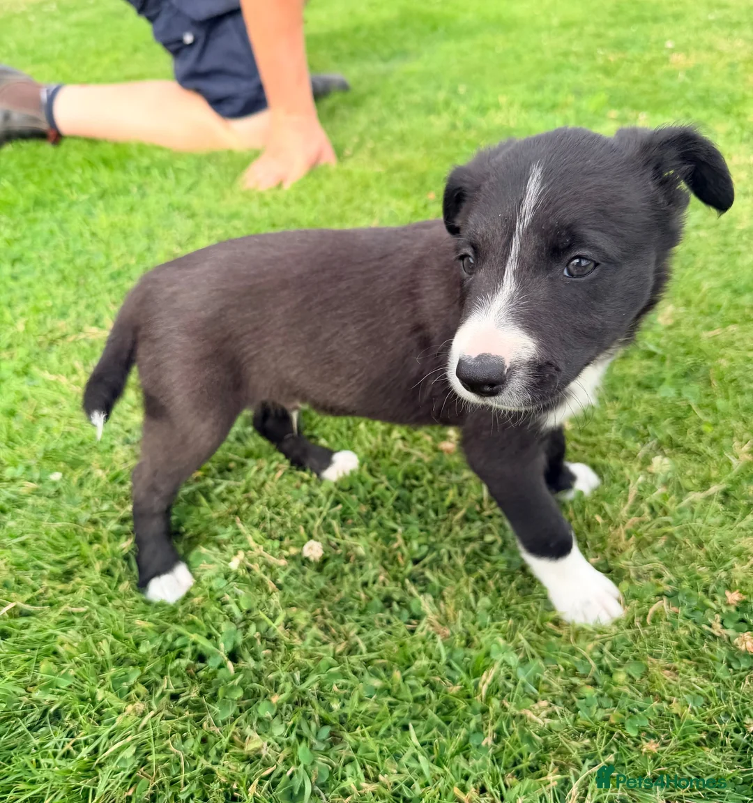 Border Collie dogs for sale: 2 Beautiful Collie Dogs for sale  - Advert 2