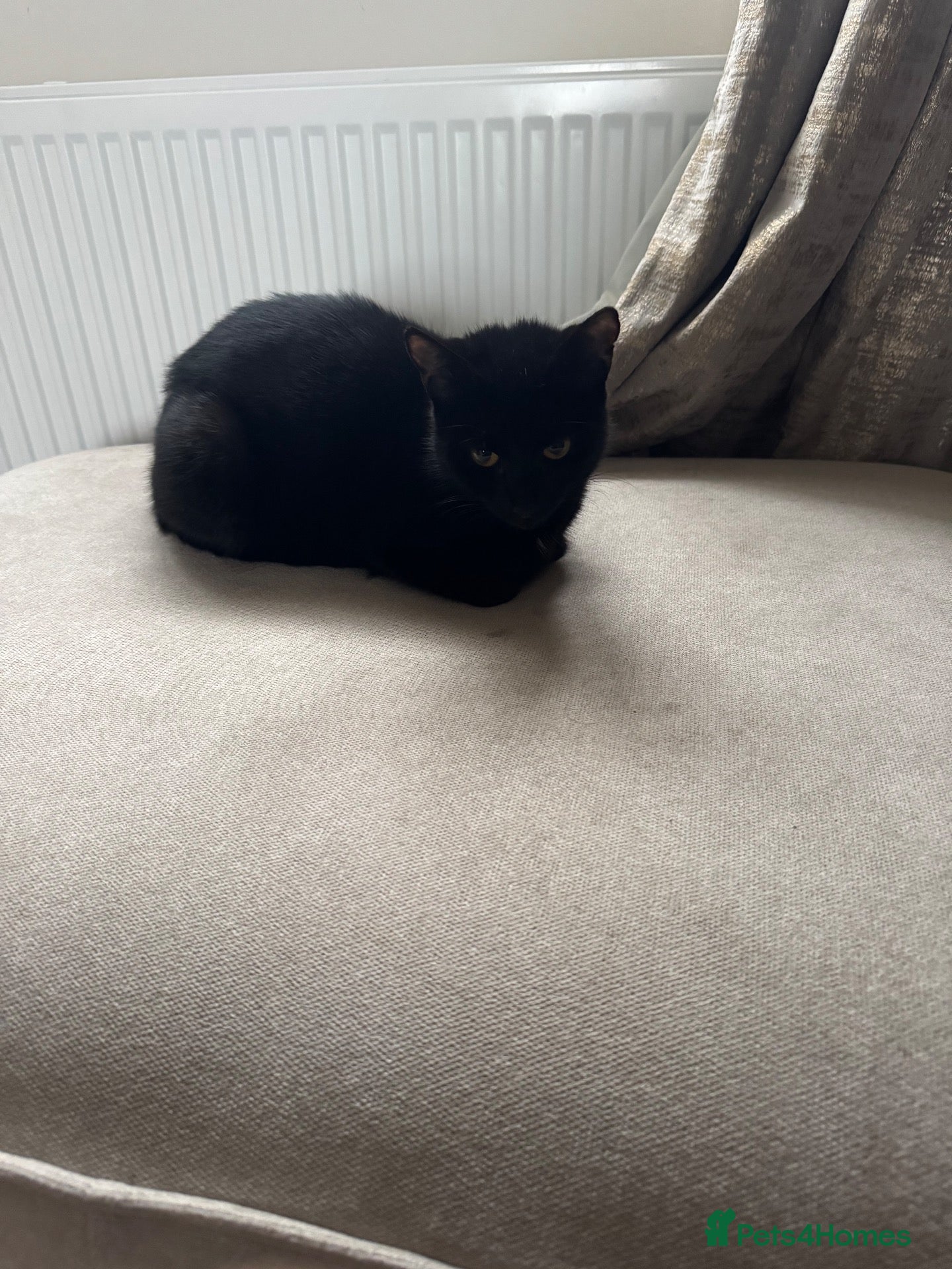 Mixed Breed cats for sale: 5 beautiful kittens  - Advert 14