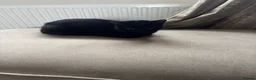 Mixed Breed cats for sale: 5 beautiful kittens  - Advert 1