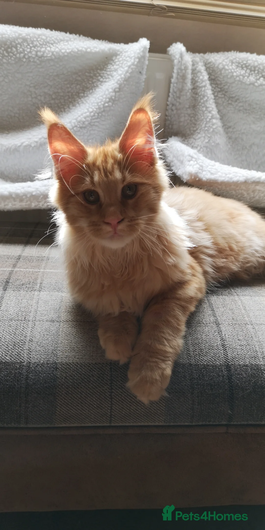 Maine Coon cats for sale: TICA Registered Maine Coon Kittens  - Advert 7