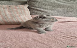 British Shorthair cats for sale: READY NOW, GCCF BLH & PET BSH PEDIGREE KITTENS - Image 10