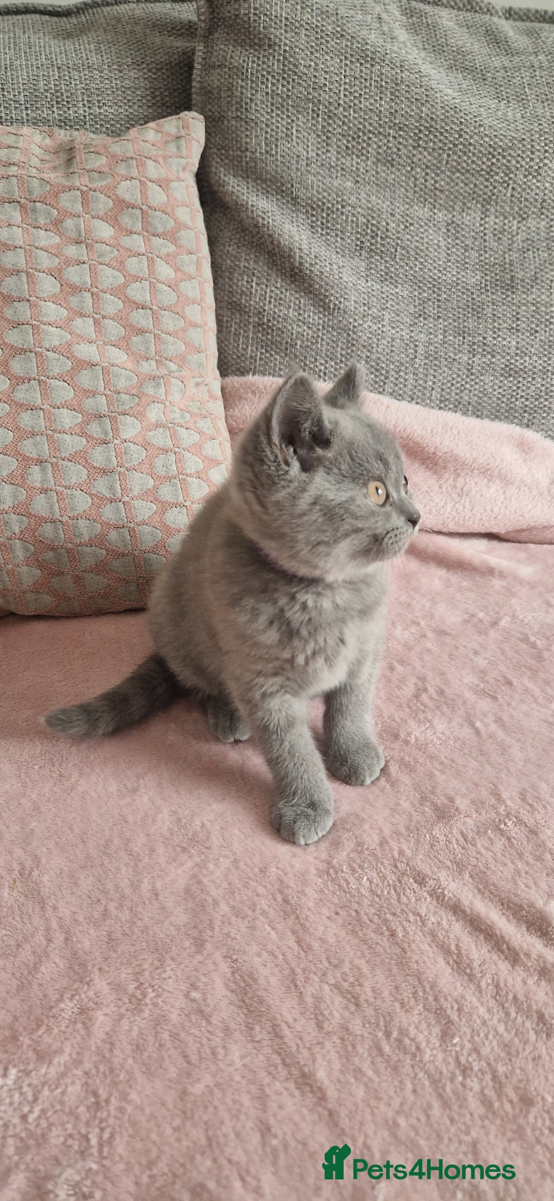 British Shorthair cats for sale: READY NOW, GCCF BLH & PET BSH PEDIGREE KITTENS - Image 10