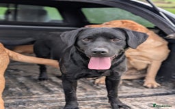Labrador Retriever dogs for sale: Black Pure bred kg reg Labrador for sale  - Image 13