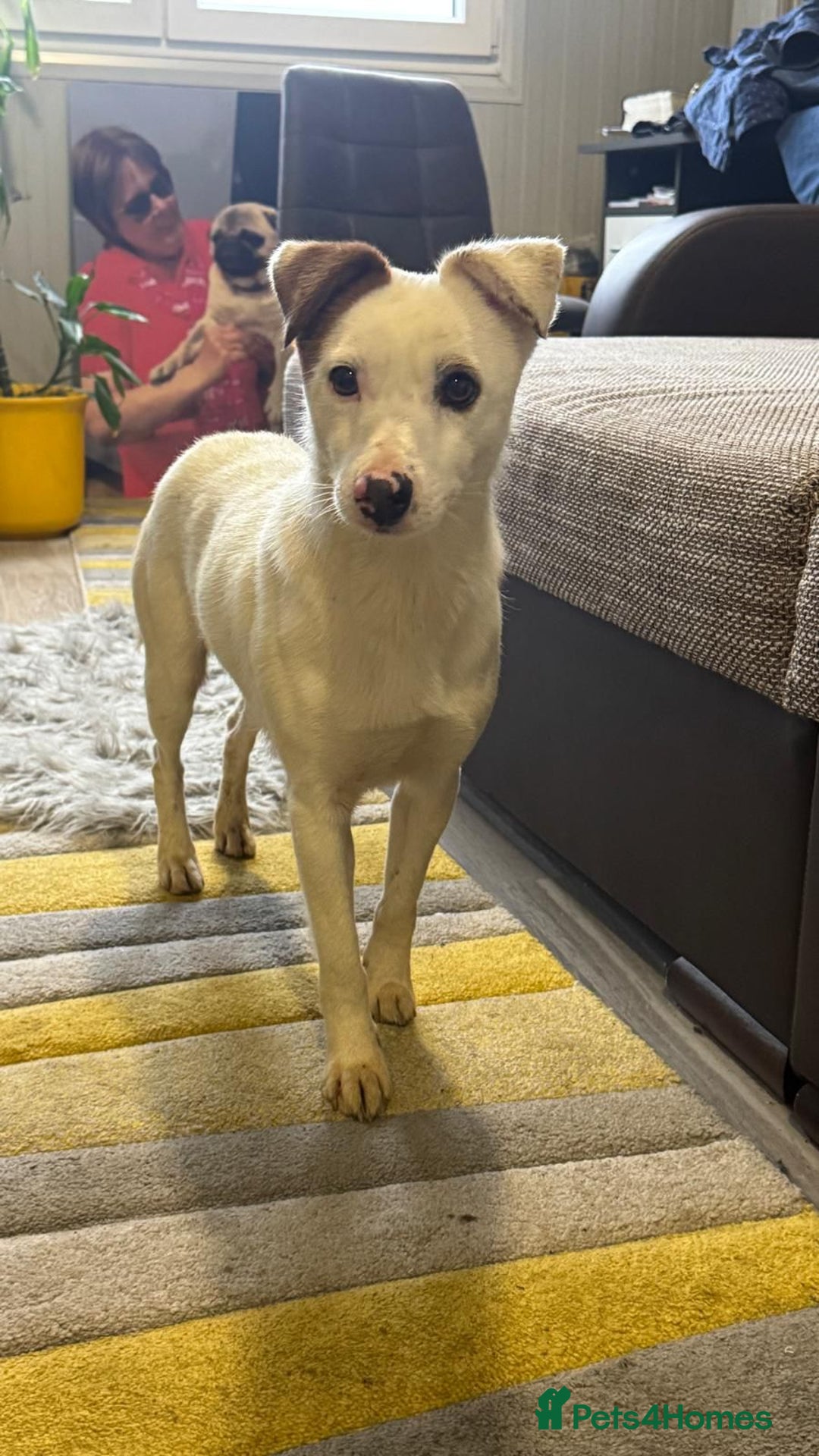 Mixed Breed dogs for adoption: Darling Dannie looking for his family - Advert 3