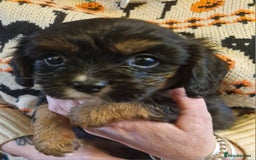 Cavalier King Charles Spaniel dogs for sale: KC Cavalier King Charles ÐNA tested parents  - Image 4