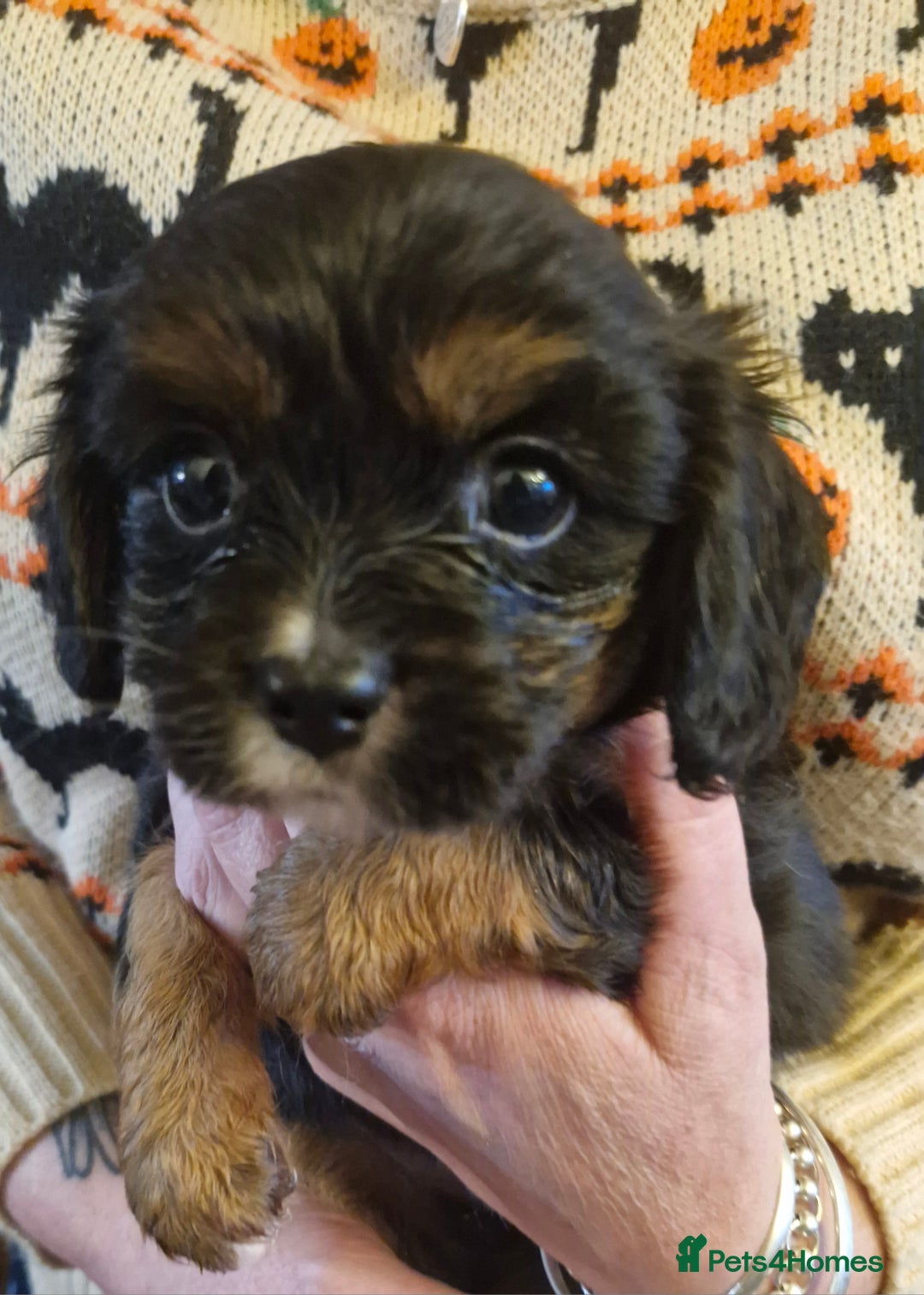 Cavalier King Charles Spaniel dogs for sale: KC Cavalier King Charles ÐNA tested parents  - Image 4