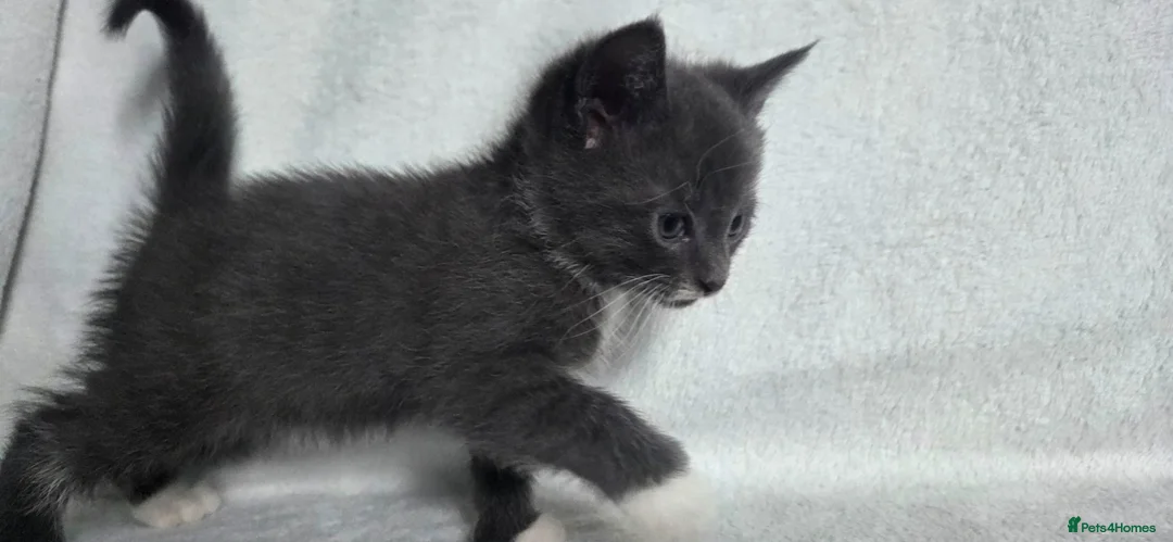 British Shorthair cats for sale: 4 Kittens for sale - 2 boys - 2 girls - Advert 13