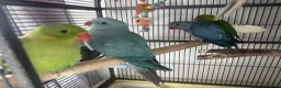 Parrots birds for sale: Handreared Indian Ringneck & Quaker Parrots in Whitby - Advert 4