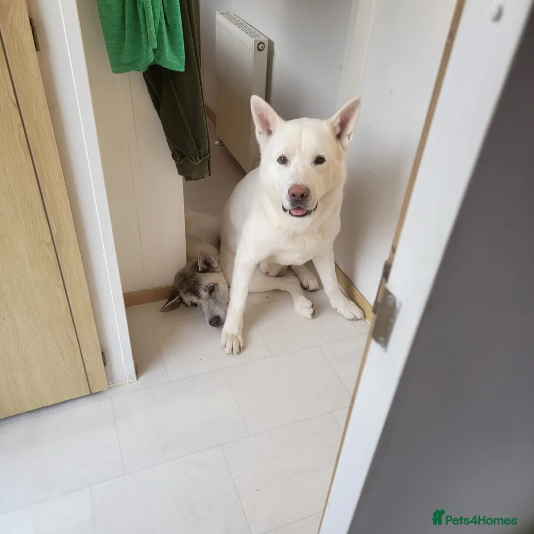 Akita dogs for sale: Beautiful strong male Akita  - Advert 2