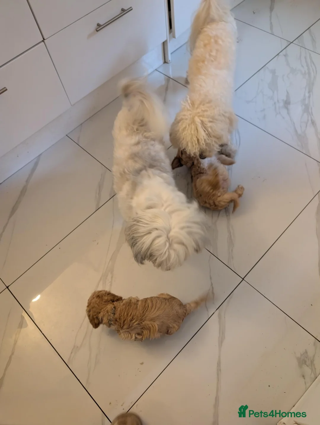 Cavapoochon dogs for sale: Beautiful Cavapoochon Puppy. Ready Now  in Leicester - Advert 6