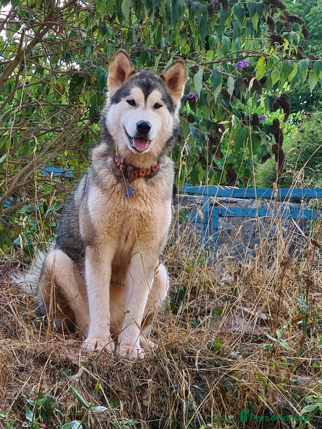 Alaskan Malamute dogs for stud: Looking male for stud - Advert 2