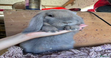 French Lop rabbits - Advert 2