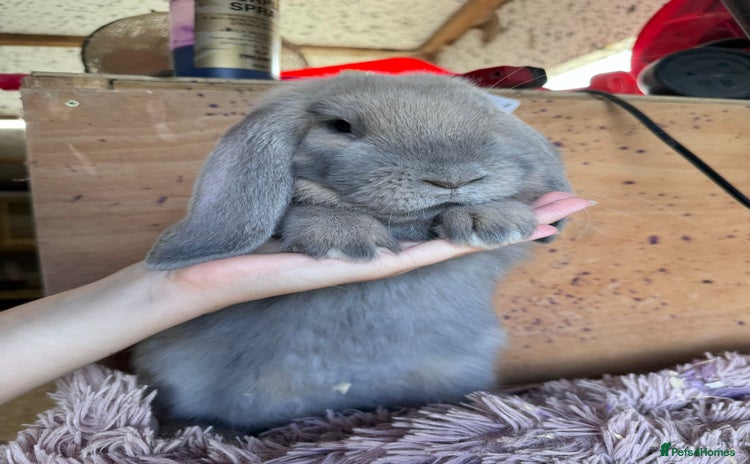 French Lop rabbits - Advert 6