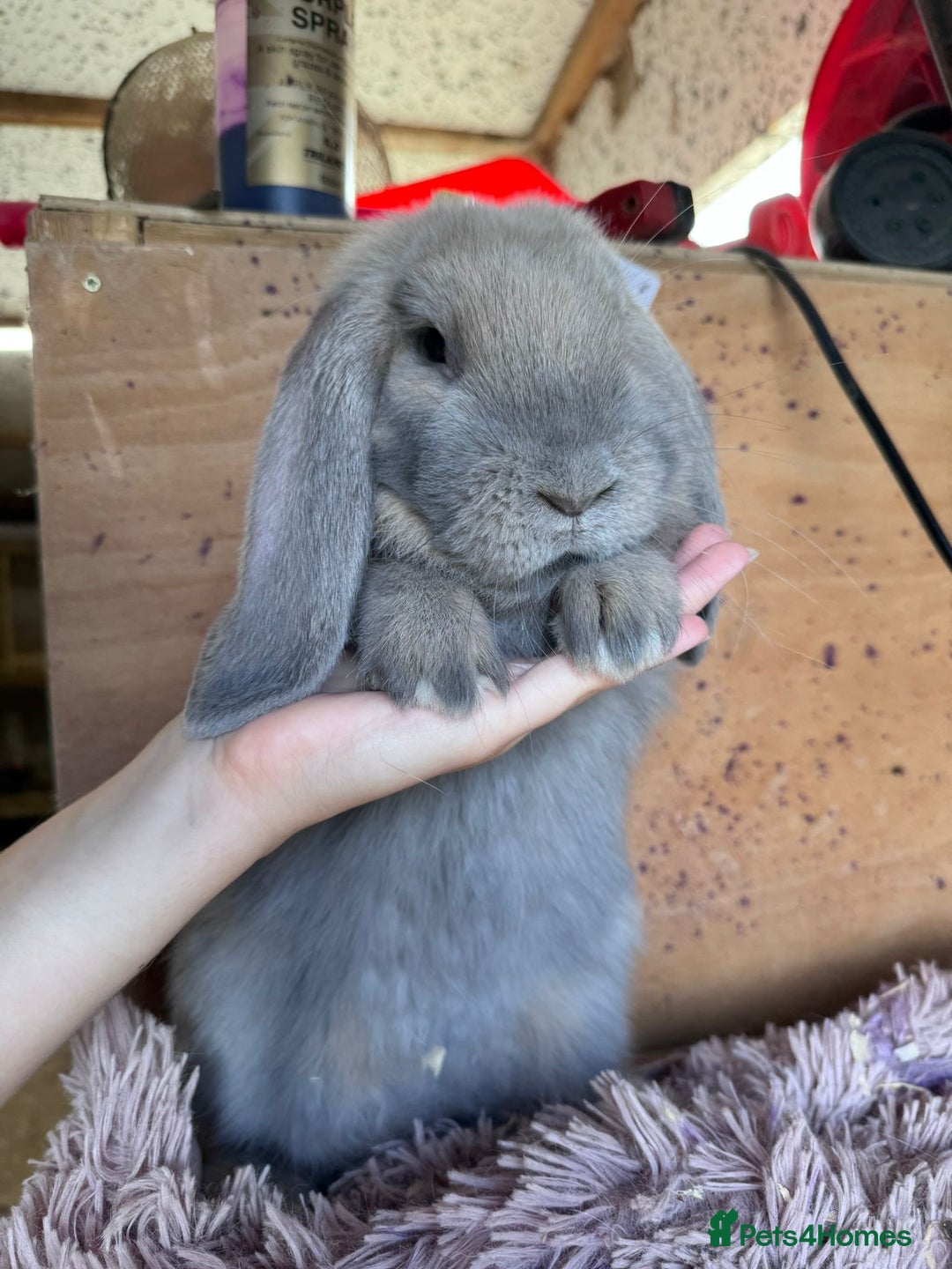 French Lop rabbits for sale: Purebred French Lops for sale  - Image 2