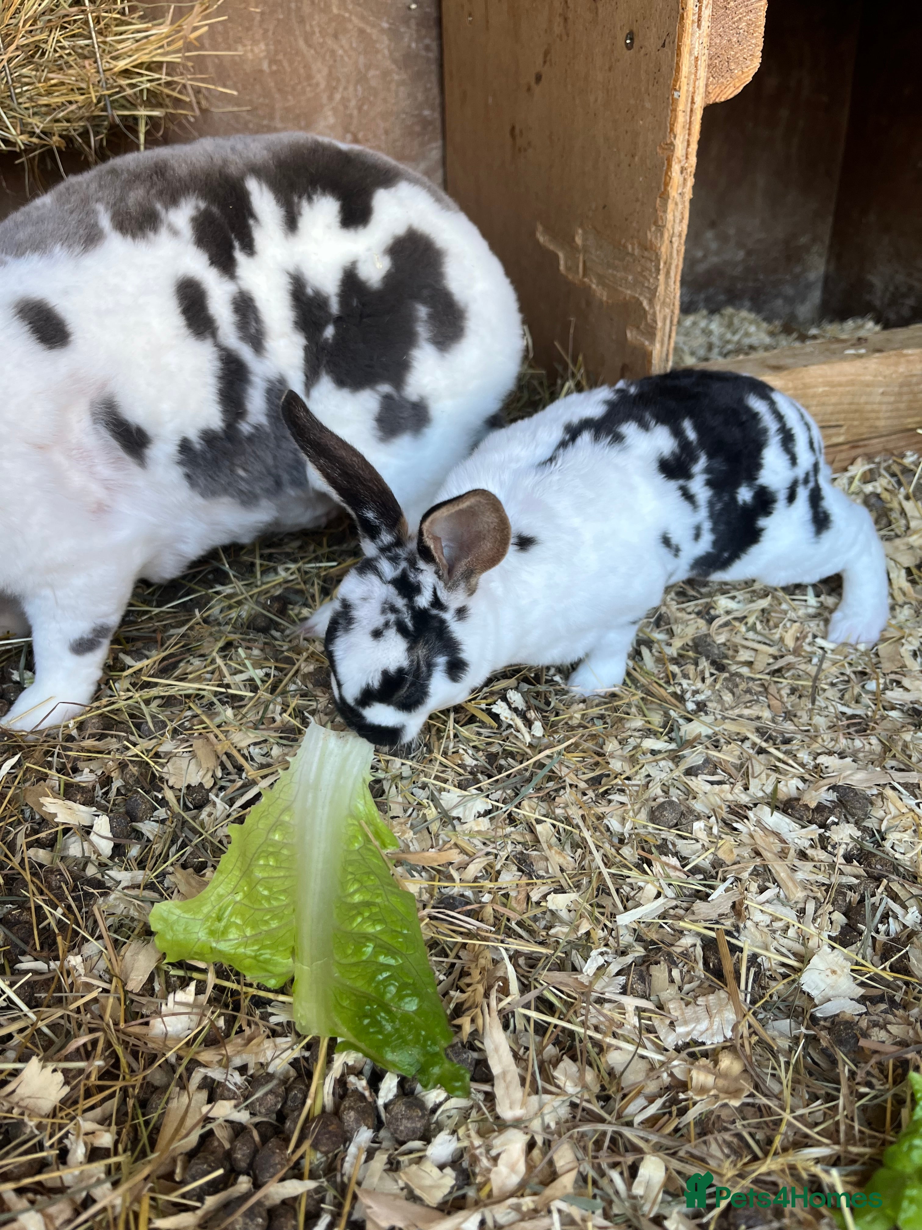 Mini Lop rabbits 7 Bunnies looking for loving homes - Advert 1