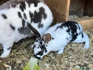 Mini Lop rabbits 7 Bunnies looking for loving homes - Advert 1