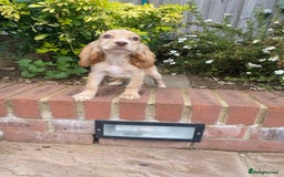 Cocker Spaniel dogs for sale: Gorgeous Adorable Golden Type Cocker  Spaniel  - Image 24