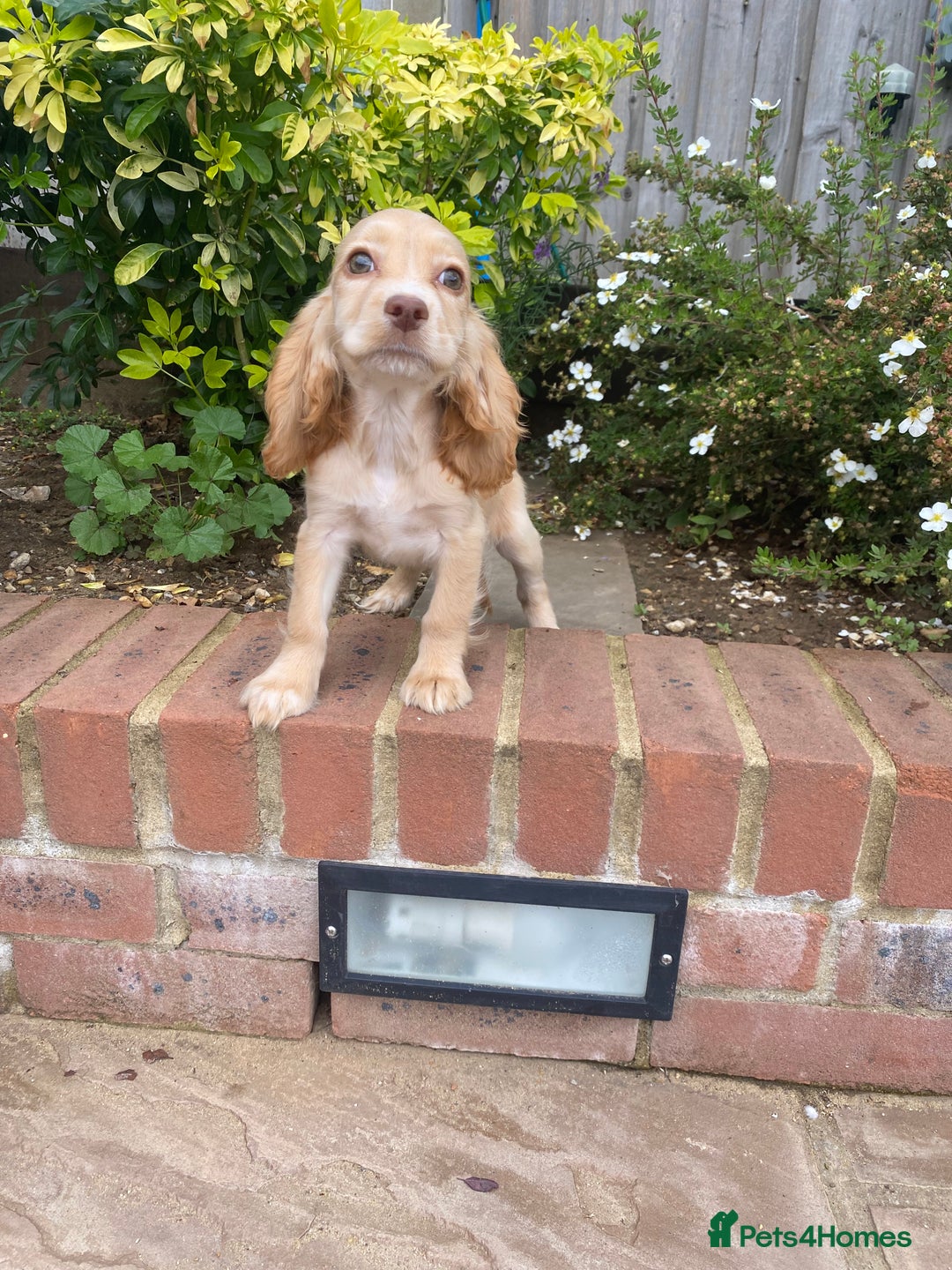 Cocker Spaniel dogs for sale: Gorgeous Adorable Golden Type Cocker  Spaniel  - Image 24