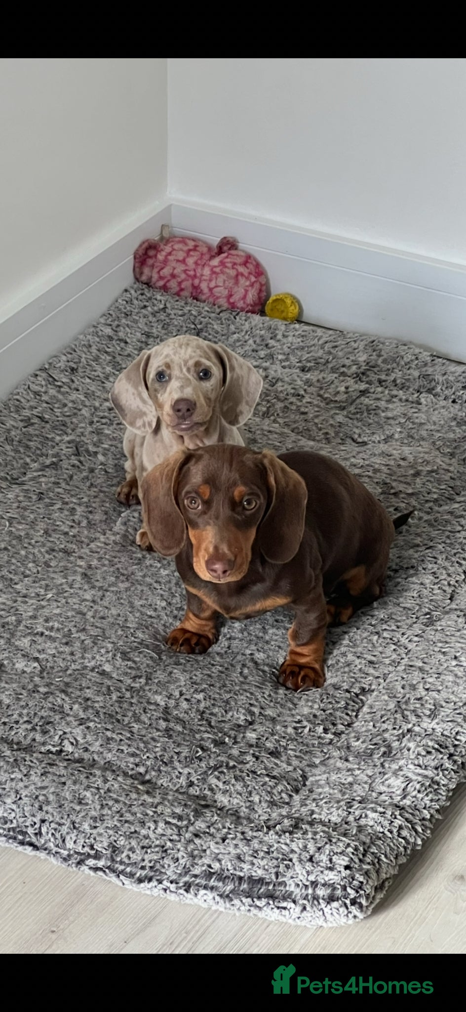 Miniature Dachshund dogs Miniature dachshund puppies - Advert 1