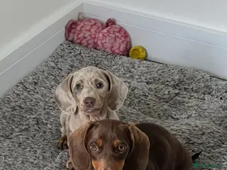 Miniature Dachshund dogs Miniature dachshund puppies - Advert 1