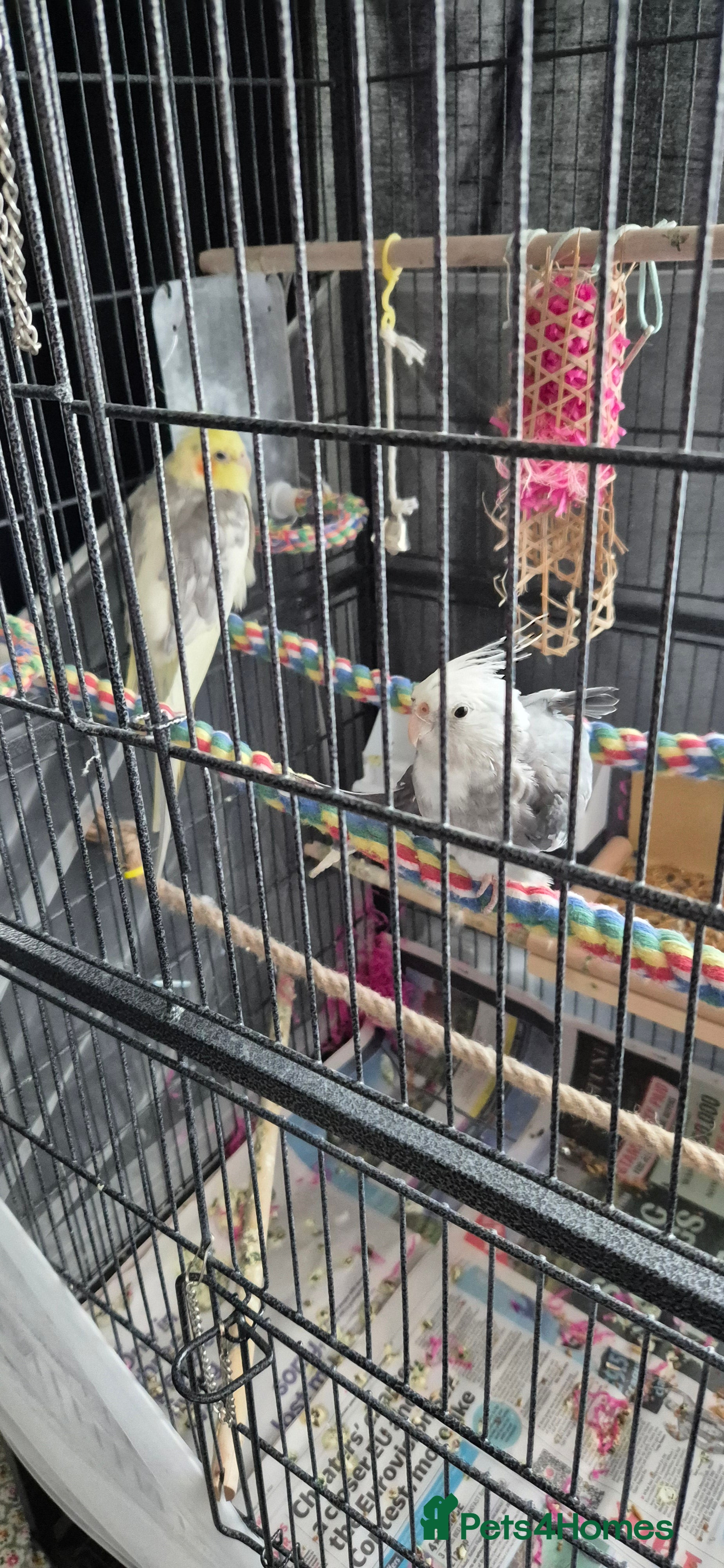 Cockatiels birds 2 beautiful cockatiels  - Advert 11