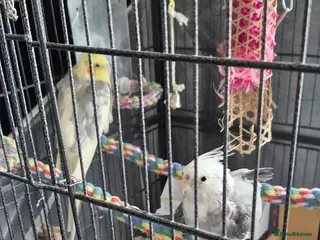 Cockatiels birds 2 beautiful cockatiels - Advert 2