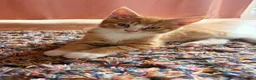 Maine Coon cats for sale: Maine Coon mixed kittens  - Advert 12