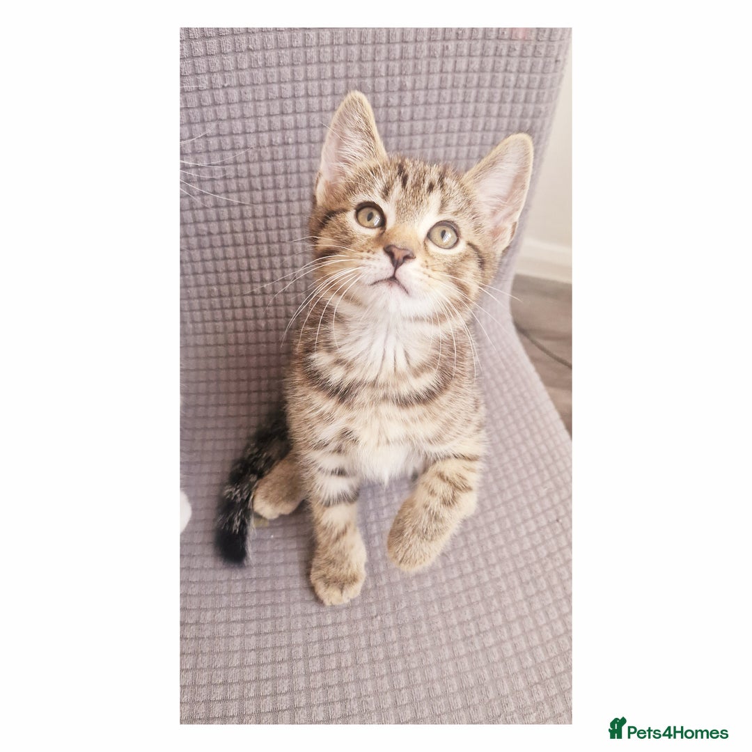 British Shorthair cats for sale: Our beautiful 2 !  - Image 2