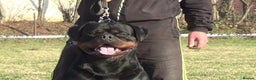 Rottweiler dogs for stud: **** FAUSTINIS TK,S QUANTOM OF SOLICE **** in Preston - Advert 29