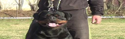 Rottweiler dogs for stud: **** FAUSTINIS TK,S QUANTOM OF SOLICE **** in Preston - Advert 29