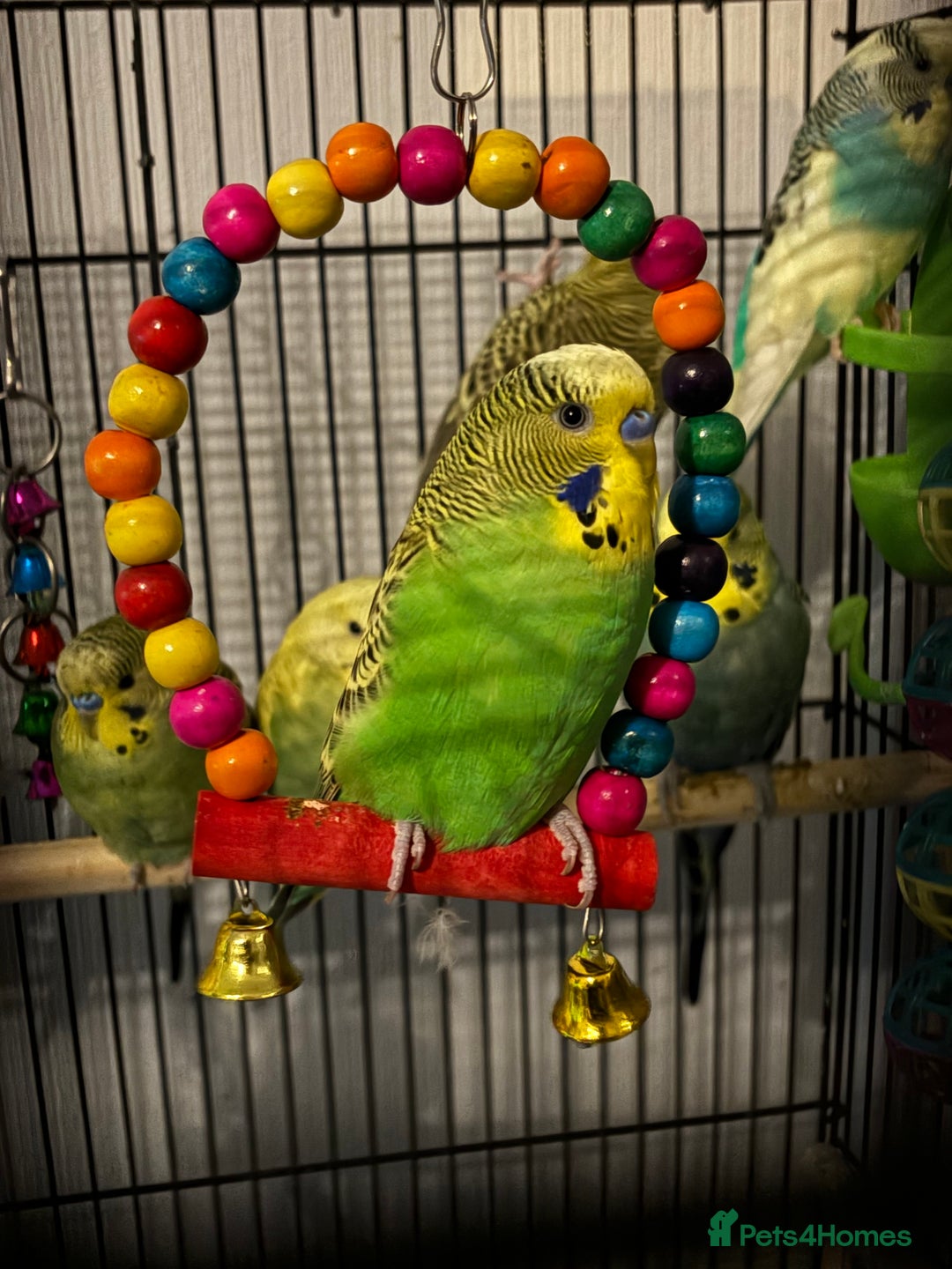 Budgerigars birds for sale: Budgies  - Advert 4