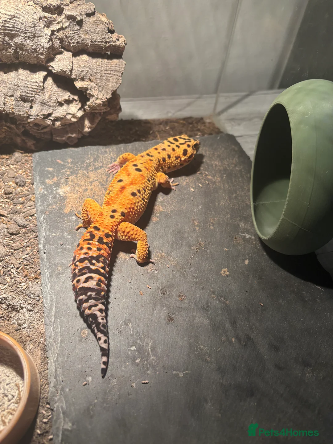 Leopard Gecko reptiles for sale: Male hypo leopard gecko  in Pontefract - Advert 3