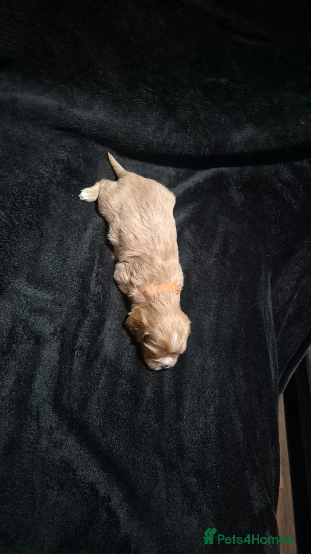 Mixed Breed dogs for sale: Cava tzu puppies - Advert 7