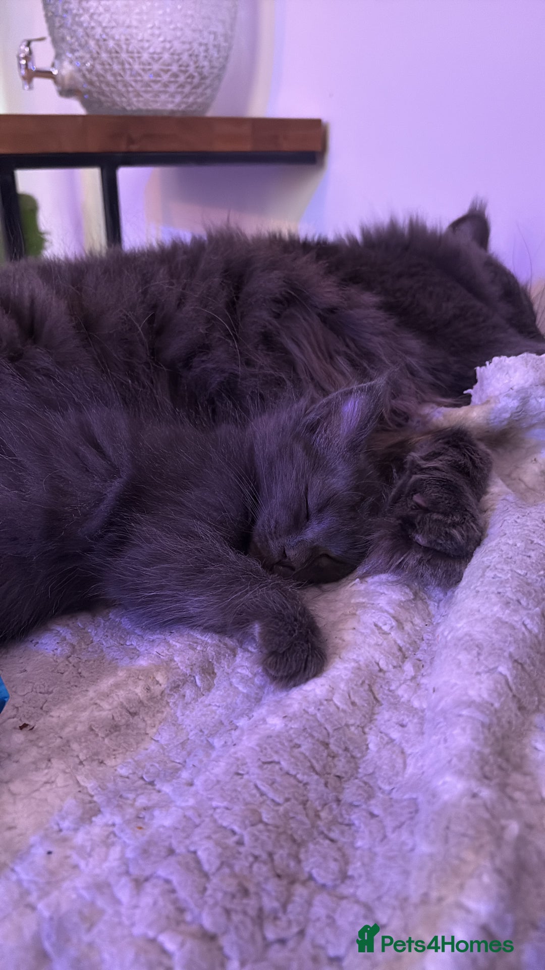 Ragcoon cats for sale: 2 x female Ragcoons - ready to leave - Advert 3