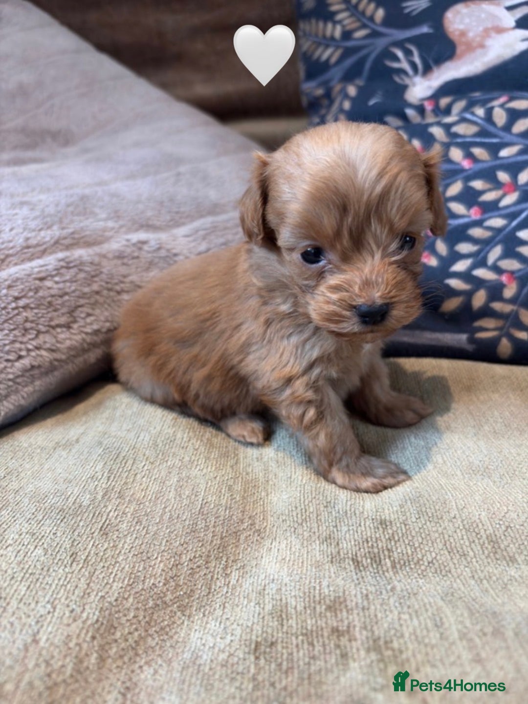 Cockapoo dogs for sale: Cockapoo Puppies (3/4 Toy Poodle/Cockapoo) - Image 8