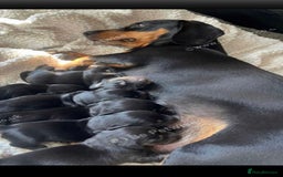 Dachshund dogs for sale: For sale beautiful miniature dachshund girl - Advert 4