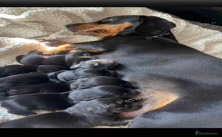 Dachshund dogs For sale beautiful miniature dachshund girl - Advert 10