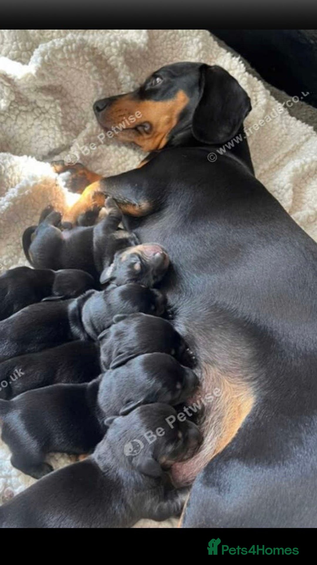 Dachshund dogs for sale: For sale beautiful miniature dachshund girl - Advert 4