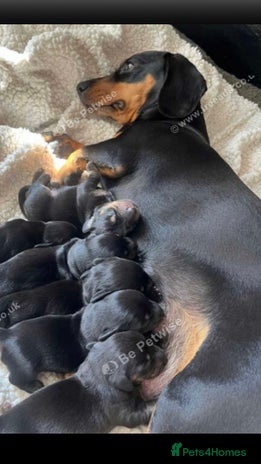 Dachshund dogs For sale beautiful miniature dachshund girl - Advert 10