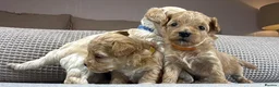 Maltipoo dogs for sale: SEE ALL OUR PUPPIES ON INSTA. OAKWELL RETRIEVERS  - Advert 28