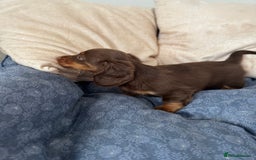 Dachshund dogs for sale: Mini Dachshund long haired  - Image 3