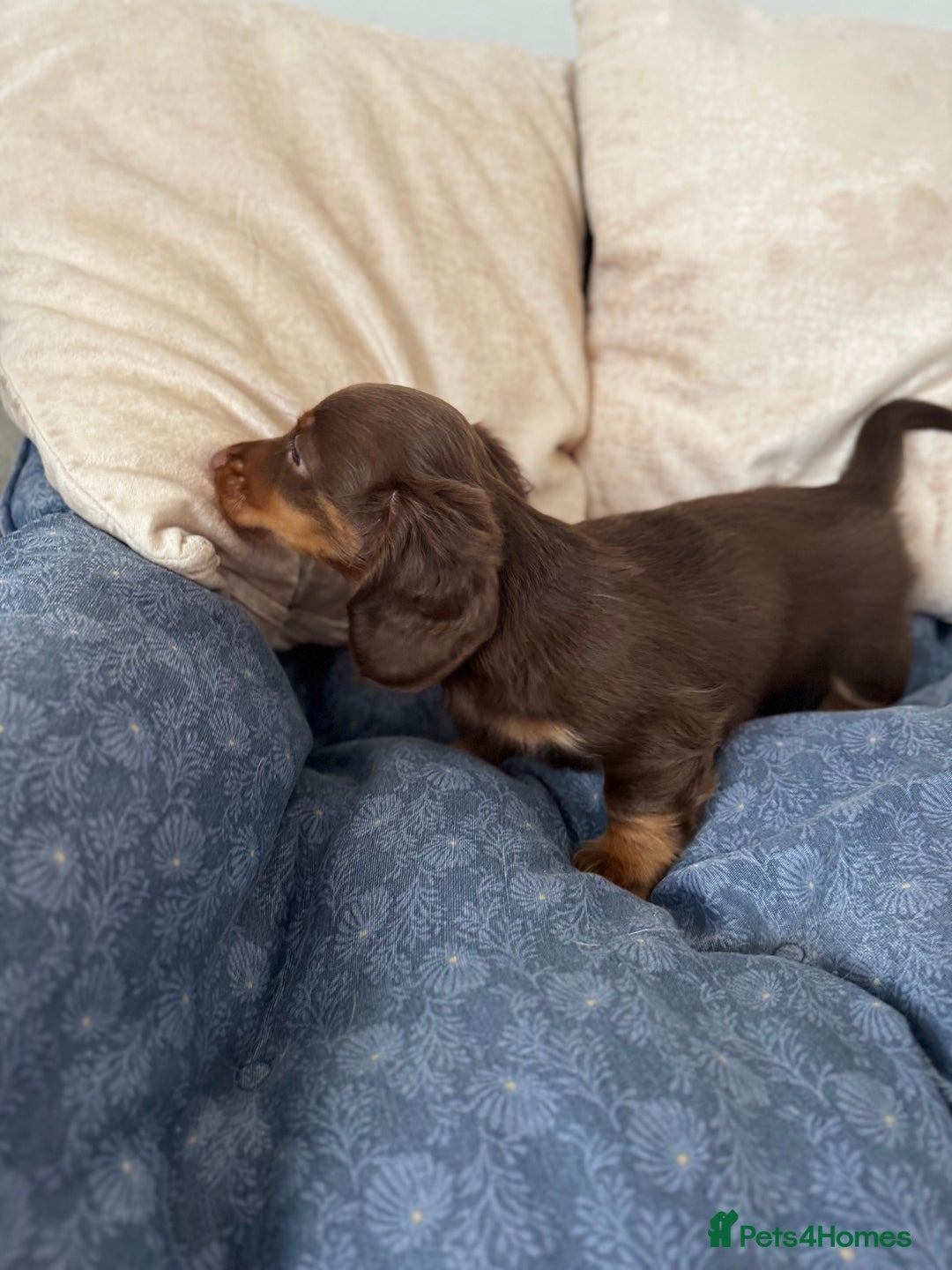 Dachshund dogs for sale: Mini Dachshund long haired  - Image 3